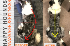 Request Quote: Happy Hounds - Animal Massage & Fitness - San Francisco, CA