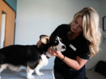 Veterinary Chiropractic