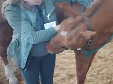 Veterinary Chiropractic