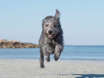Dog Running on the Beach