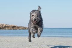 Request Quote: Donna Kelliher Photography - Pet Photographer - Boston, MA
