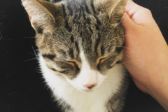 Request Quote: Certified Animal Reiki Master Practitioner - Nationwide