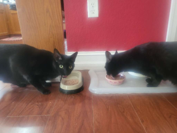 Kitties enjoying their yummy meal!