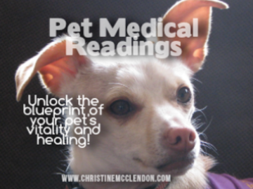 Small Dog getting a Pet Medical reading