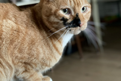 Request Quote: Court's Canines and Cats - In Home Pet Sitting Service - San Jose, CA