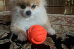 Request Quote: 3Dog Pet Personal Assisting - In Home Pet Sitters - Keller, TX