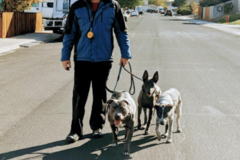Request Quote: Sit Means Sit - Puppy and Private Dog Training - Reno, NV