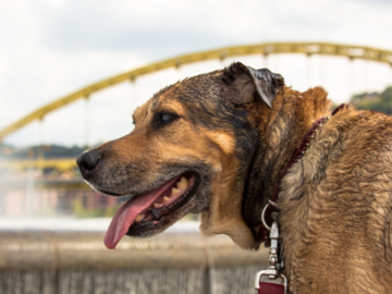Dog Portrait at Point State Park in Pittsburgh, PA