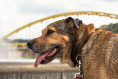 Request Quote: Pets in the Wild Photography - Professional Pet Photographer - Pittsburgh, PA