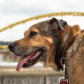 Pets in the Wild Photography - Professional Pet Photographer - Pittsburgh, PA