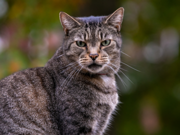 Cat in Pittsburgh, PA