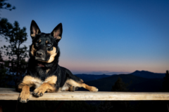 Request Quote: Crimson Cat Studios - Professional Pet Photographer - Lakewood, CO