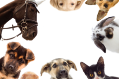Request Quote: Britta Grubin - Animal Communicator and Pet Psychic - Los Angeles, CA