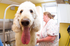 Request Quote: LaundroMutt/BYOD Dog Wash - Mobile Grooming - Cambridge, MA