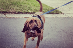 Request Quote: Pet Search and Rescue - Lost Pet Recovery Services - Tampa, FL