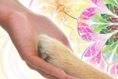 Request Quote: PAWZ-Massage  - Animal Massage & Reiki Services - Pensacola, FL
