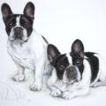 Noreen Mola Fine Animal Portraiture - Pet Artist - Nationwide