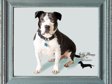 Framed Print Photo of a Pit Bull