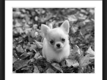 Framed Black and White photo of a Chihuahua puppy