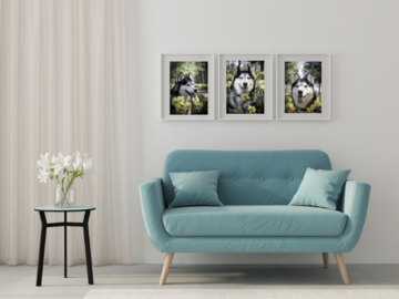 Three framed photos of a Husky in a lounge