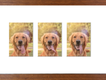 Three photos of a Retriever with his tongue lolling out, in a light wooden frame