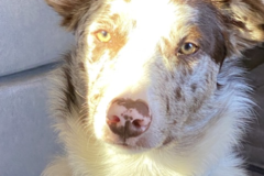 Request Quote: Natalie Mair Williamson CVT - Animal Nutritionist - Nationwide