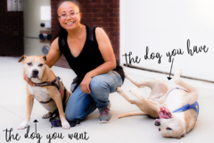 Request Quote: Mari Fetzer, the MARIDOG Method - Certified Dog Trainer - New York, NY