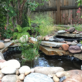Kendra Liester - Fresh Water Aquarium, Pond, Aquaponics - Galveston, TX