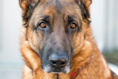 Request Quote: Weaving Alchemy Holistic Consulting and Pet Aromatherapy - Nationwide