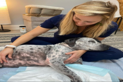 Request Quote: Healing with Sam - Animal Massage and Pet Reiki Therapy - Nationwide