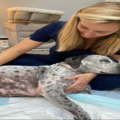 Healing with Sam - Animal Massage and Pet Reiki Therapy - Nationwide