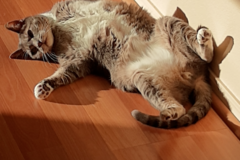 Request Quote: Cora's Pet Daycare and Pet Boarding Services - Sedona, AZ