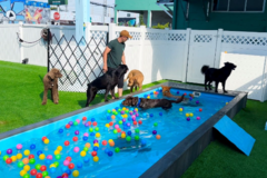 Request Quote: freeDOGm - Dog Boarding, Doggy Hotel, Daycare Services - Miami, FL