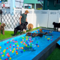 freeDOGm - Dog Boarding, Doggy Hotel, Daycare Services - Miami, FL