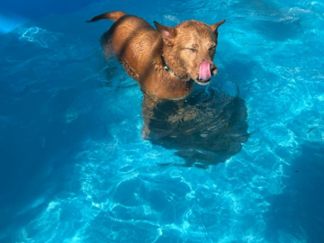 Doggie pool