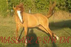 Request Quote: MecheEmUpEquine - Equine Massage and Horse Chiropractor - Shreveport, LA