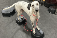 Request Quote: Gemini Dogs - Private Dog Training Sessions - Littleton, MA