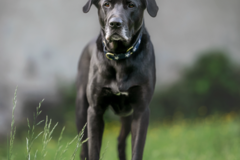 Request Quote: Carol Arscott Pet Photography - Rose Valley, PA