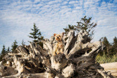 Request Quote: Julie Austin Pet Photography Experiences - Snohomish, WA
