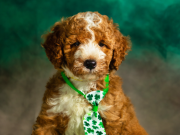 Irish puppy