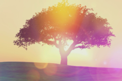 Request Quote: Innergistic - Animal Reiki and Animal Communication - Nationwide