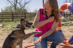 Request Quote: K9 Fitness Works - Canine Rehabilitation and Training - Nationwide
