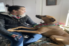 Request Quote: Animal Reiki Healing For All Big & Small! - Hayward, CA