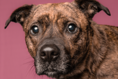 Request Quote: Peter Ciro Pet Photography - Powder Springs, GA