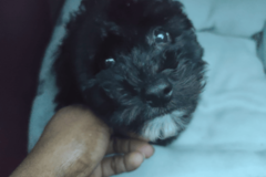 Request Quote: Savannah Carriers - Pet Transportation Services  - Nationwide