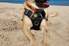 Request Quote: Squeak E Clean Solutions- Pet Waste Removal Service - Germantown Hills, IL