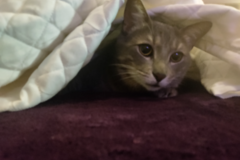 Request Quote: Poop-N-Scoop Pet Sitting Services - Davenport, FL