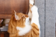 Request Quote: Feline Behavior Support - Whole Household Harmony Framework - Nationwide