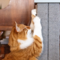 Feline Behavior Support - Whole Household Harmony Framework - Nationwide