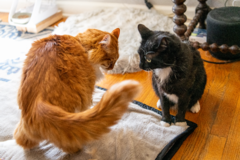 Request Quote: Feline Training Services & Healing - Englewood, CO